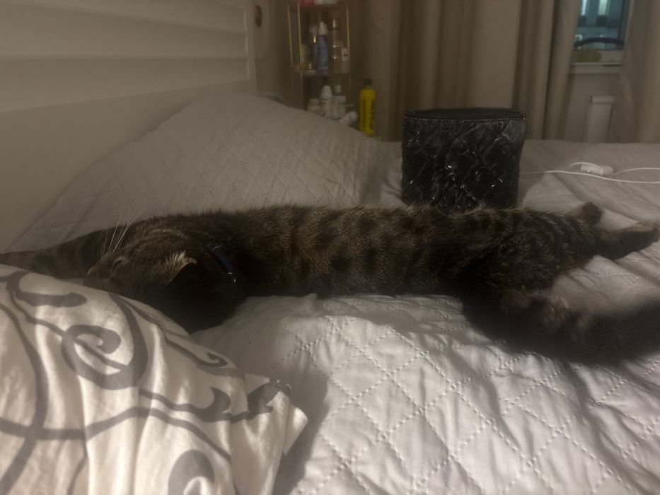 кот отдам даром ,