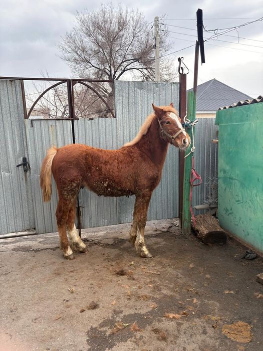 Продам жеребёнка