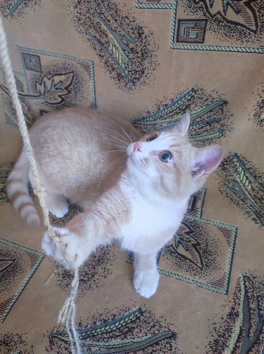 Котёнок 5месяцев крупный