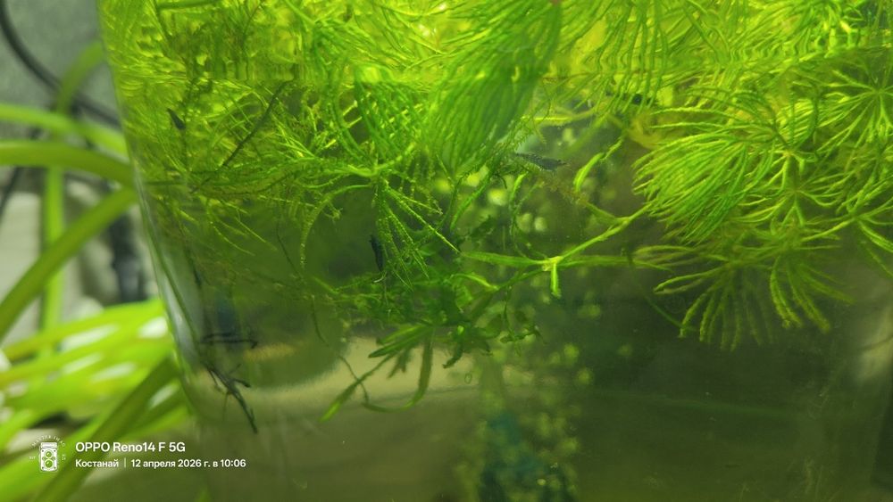 Продам креветок blue dream