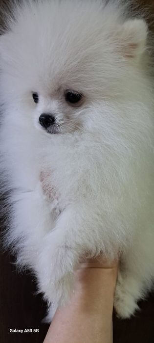 Продаём шпица мальчик.