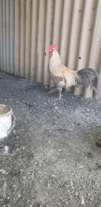 Леггорн изабелла