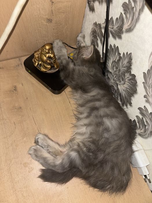 Продам котенка мальчик