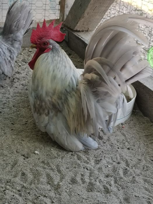 Chabo lavandă pereche