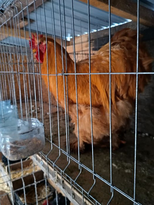 Cocos cochinchina uriaș