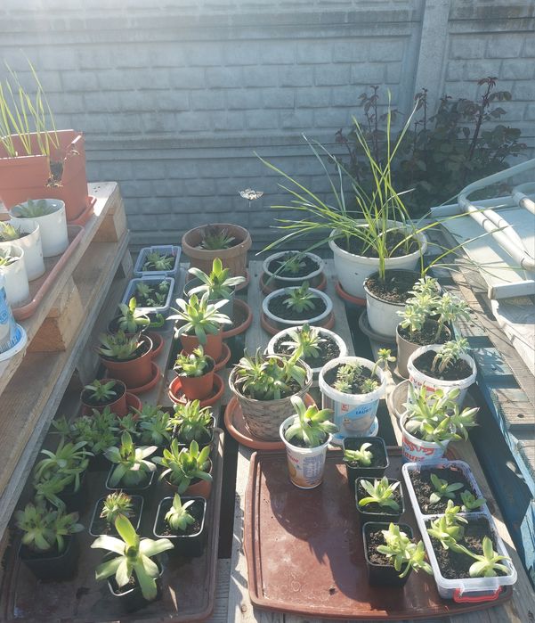 Plante Suculente Echeveria, Sempervivum Diverse Mărimi