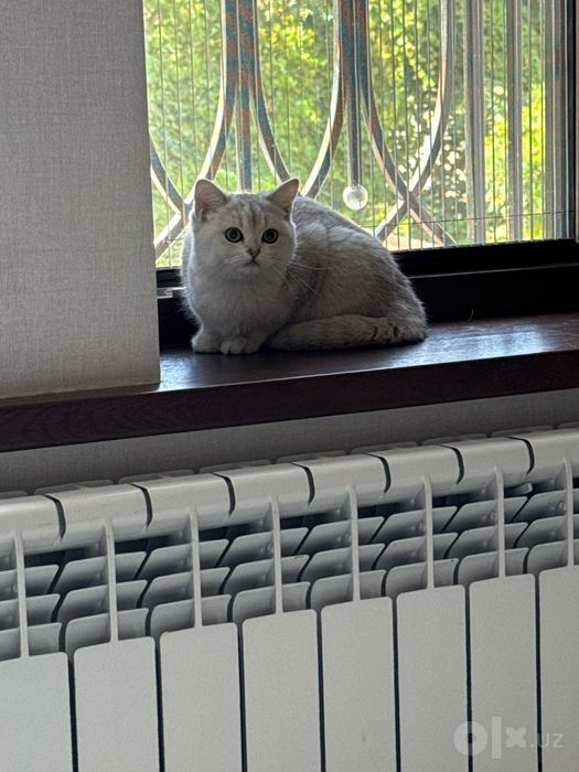 Продается котенок