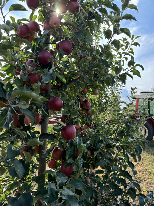 Mere de vînzare diferite soiuri