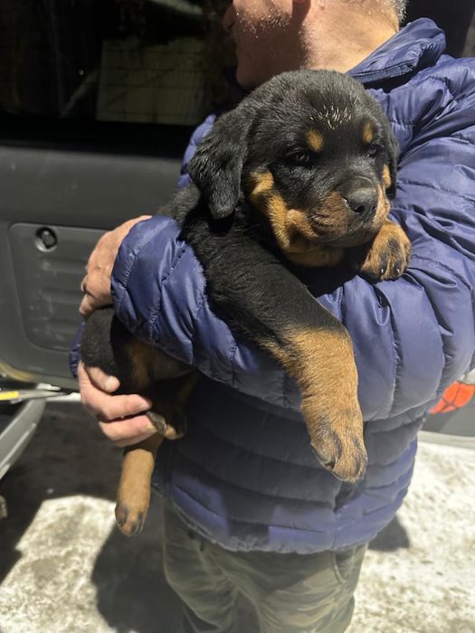 Продам щенков Ротвейлера