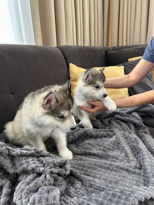 Кученца Аляски маламут