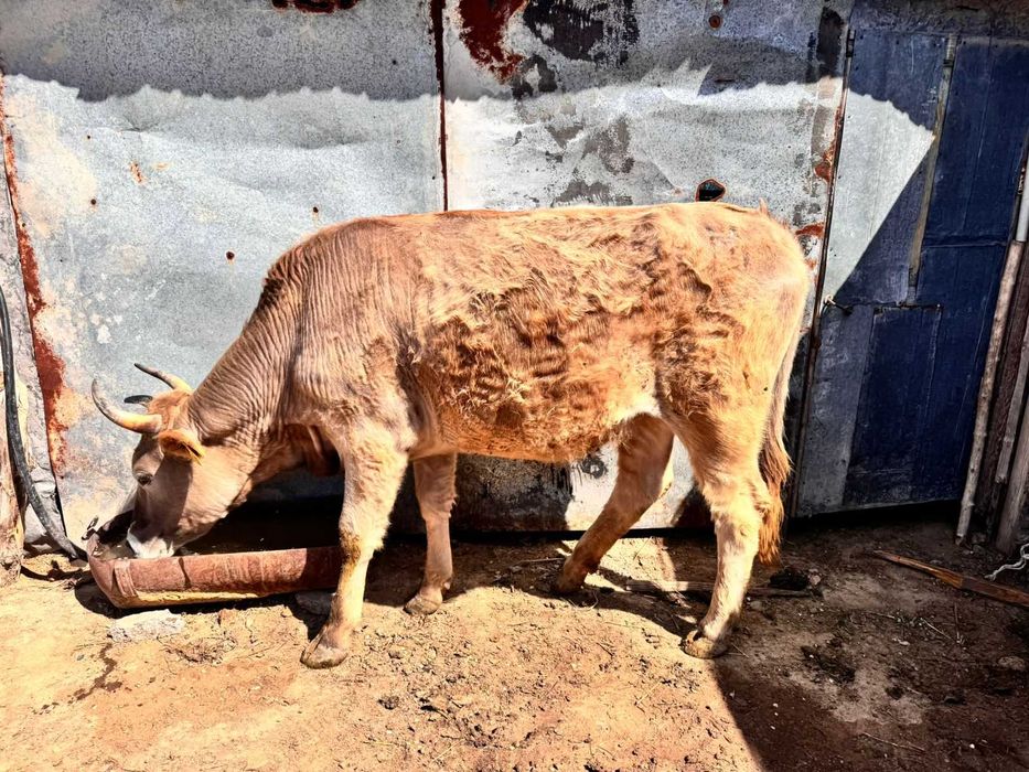 Сиыр сатамын 3жас 3 ай