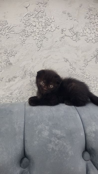 Бретацский кошки