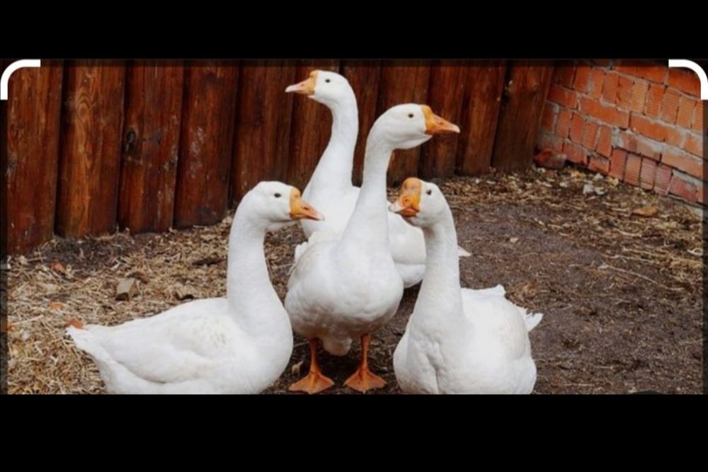 Газ, қаз,  жумырткалары