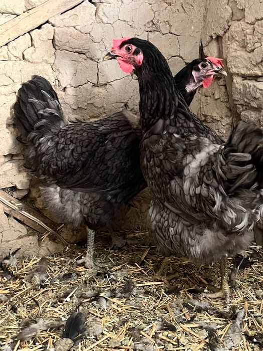 Jersi seriy rangdagi tovula