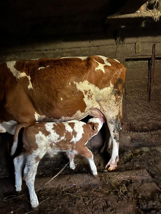 Vaca cu vitel de vanzare