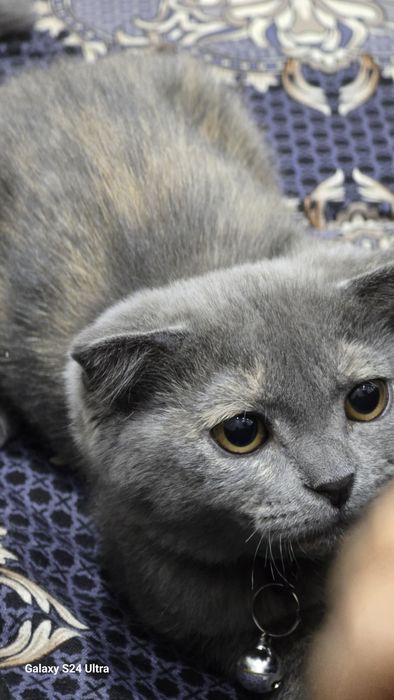 Продаётся скотч страйт