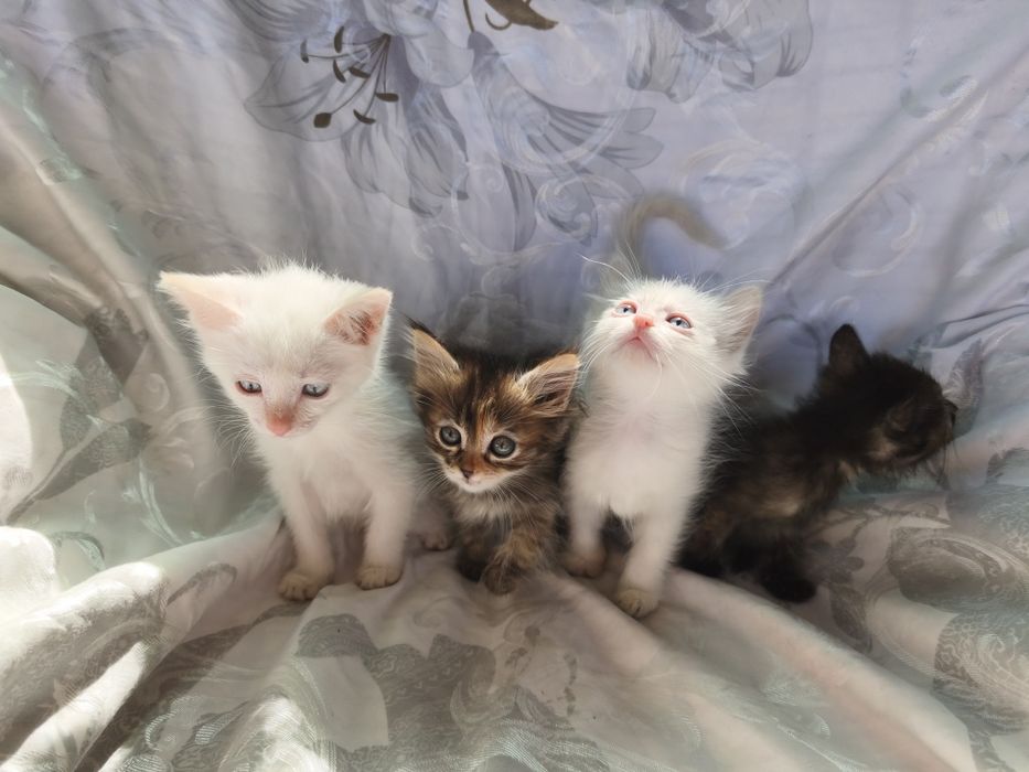 Отдам котят  в хорошие руки