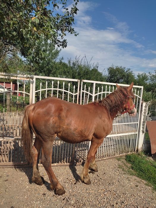 Vând mânză forte cuminte și mânză se trage din cai grei