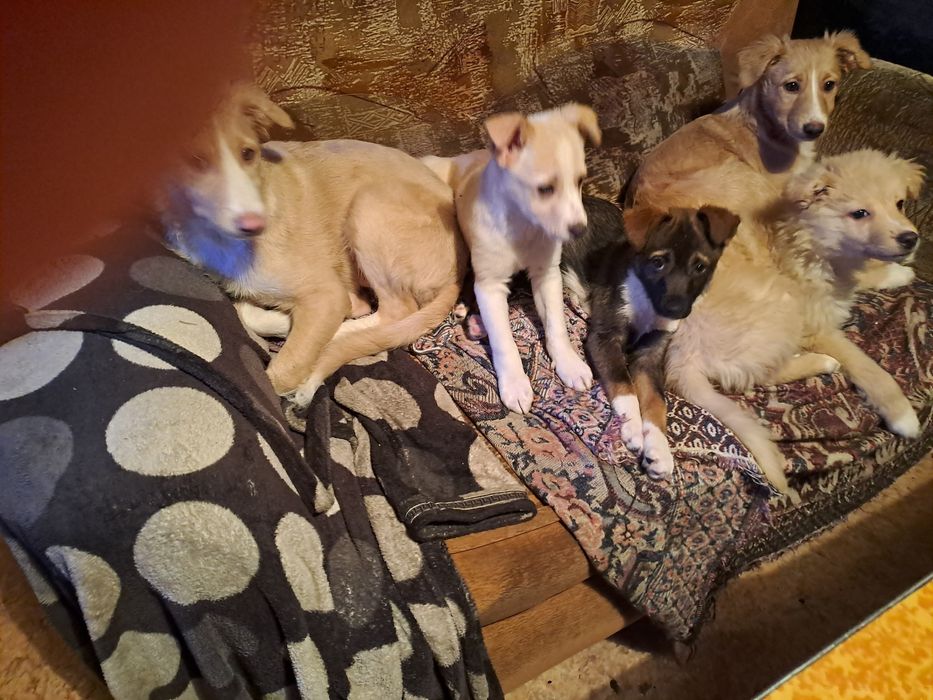 Девочки  3 дворняжки ждут своих хозяев