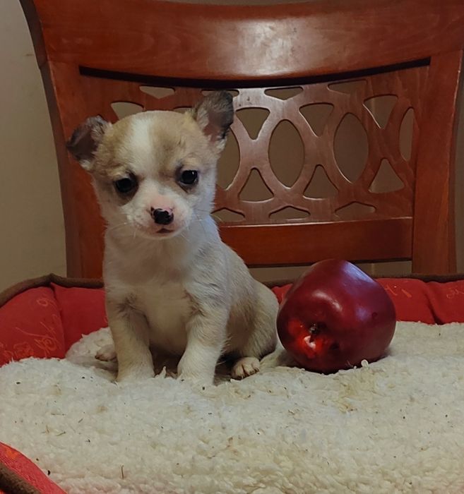 Чихуахуа мини  чихуа