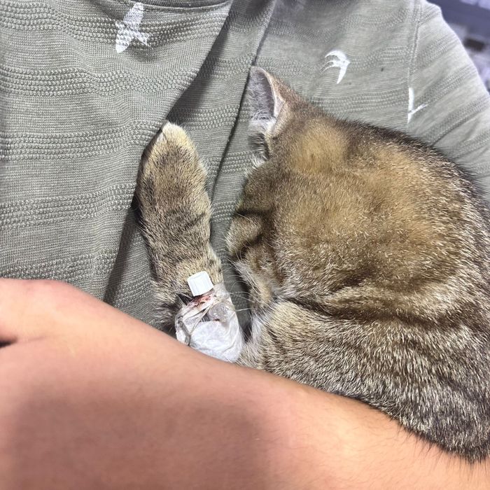 Ищем дом котику