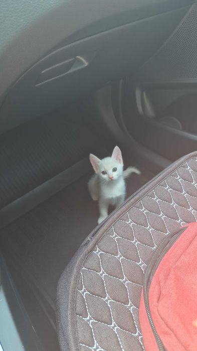 Котенок девочка в добрые руки