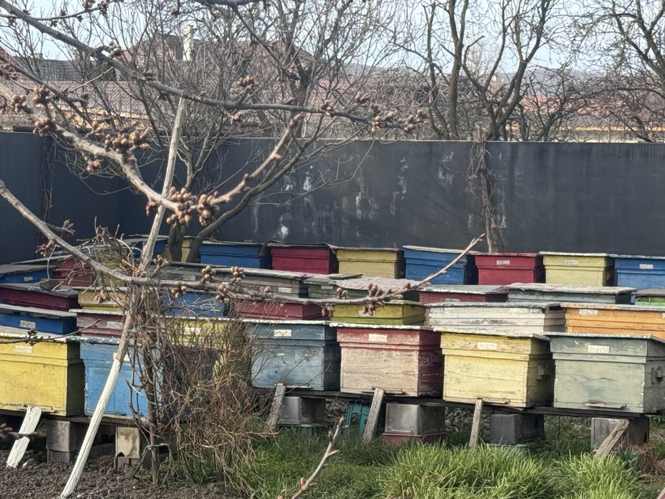 De vanzare stup/stupi albine