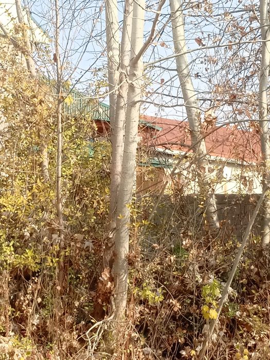 Kuk va kalifornia teraklar bor. Bolorlikga tayyor holda