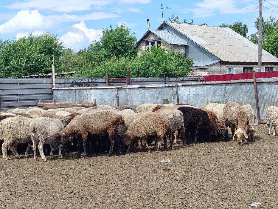 Продам баранов, баранов