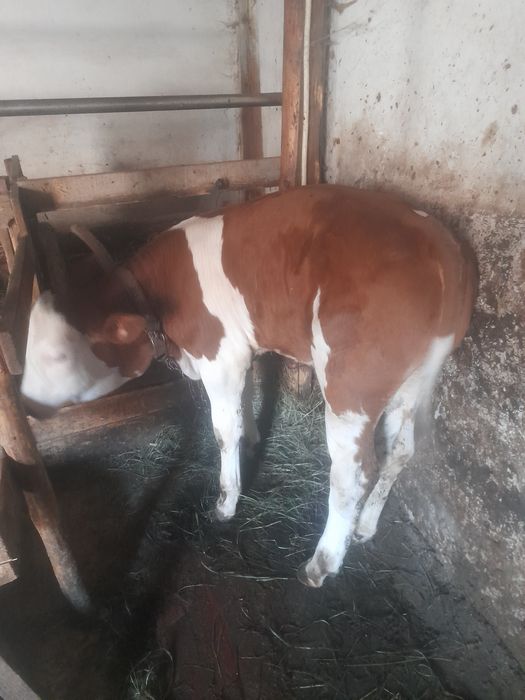 Vand tauras băltat