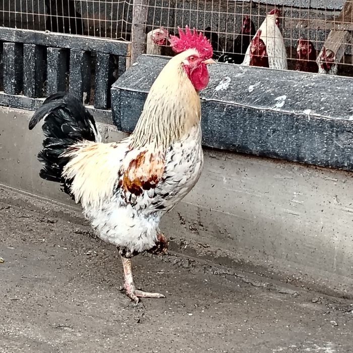 Петух қораздар петух