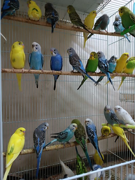 Попугай комбо комплект