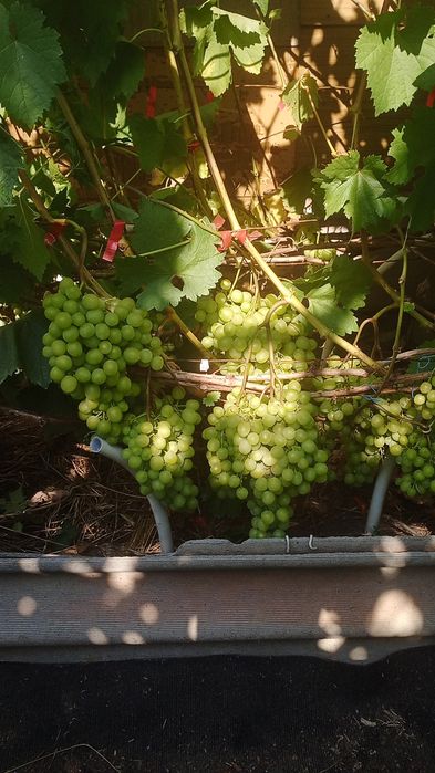 Продам столовый домашний виноград.