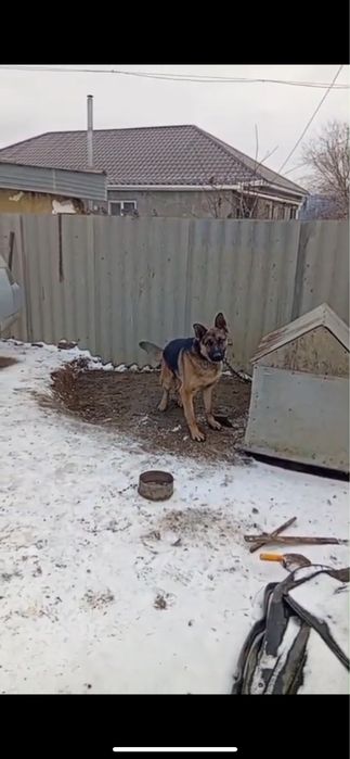 Овчарка сатылады