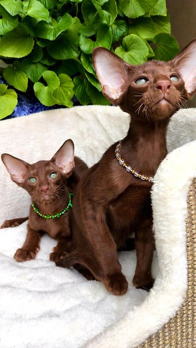 Шоколад ОРИЕНТАЛЫ- готовые и под резерв