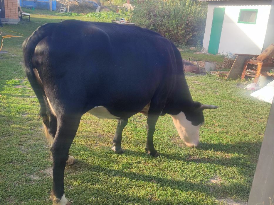 Продам корову, сиыр сатамын