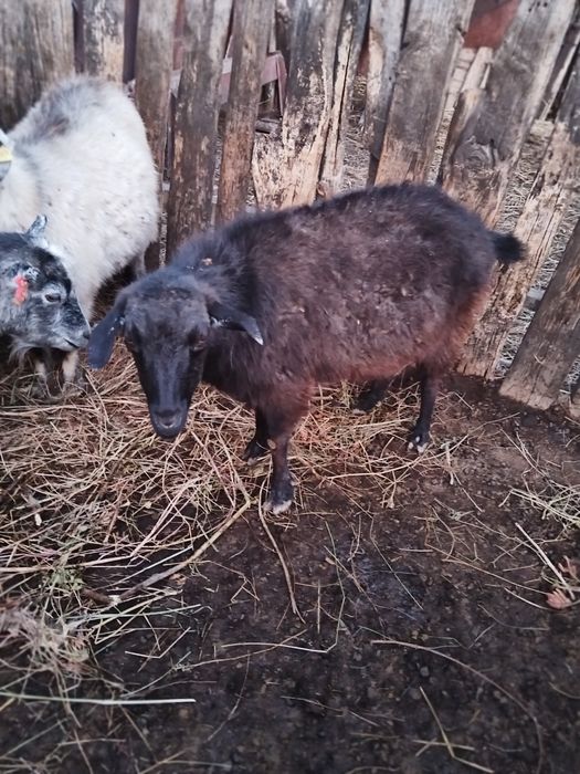 Ешкілер сатылады