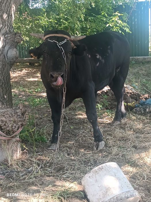 Buqa sotiladi angus