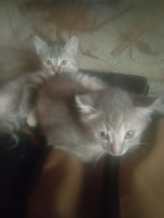 Дарю котят хороших