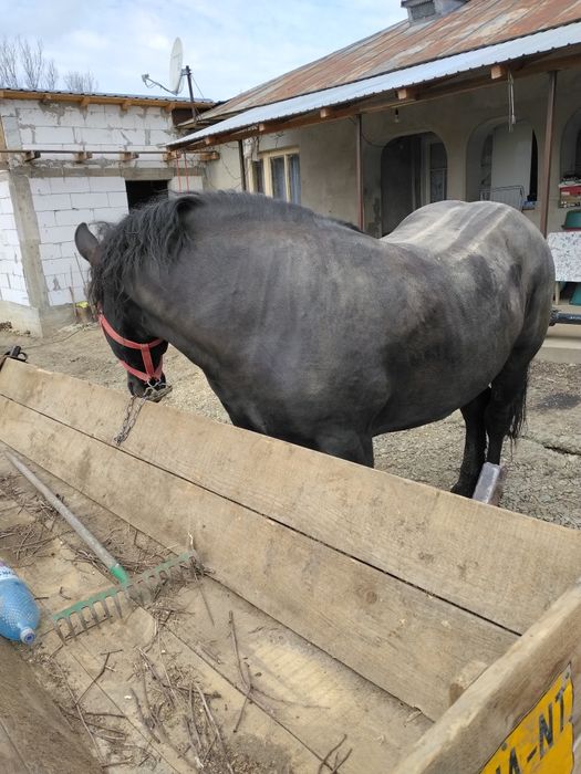 Harmăsar de vânzare