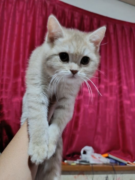 Britanskiy mushuk sotiladi