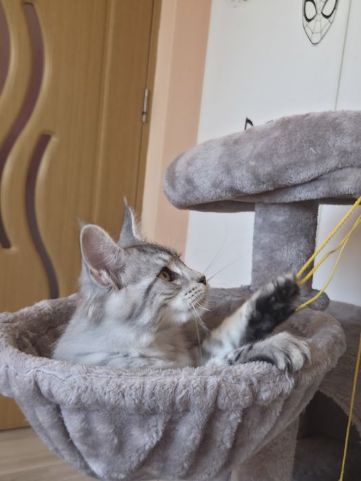 Maine Coon felisa