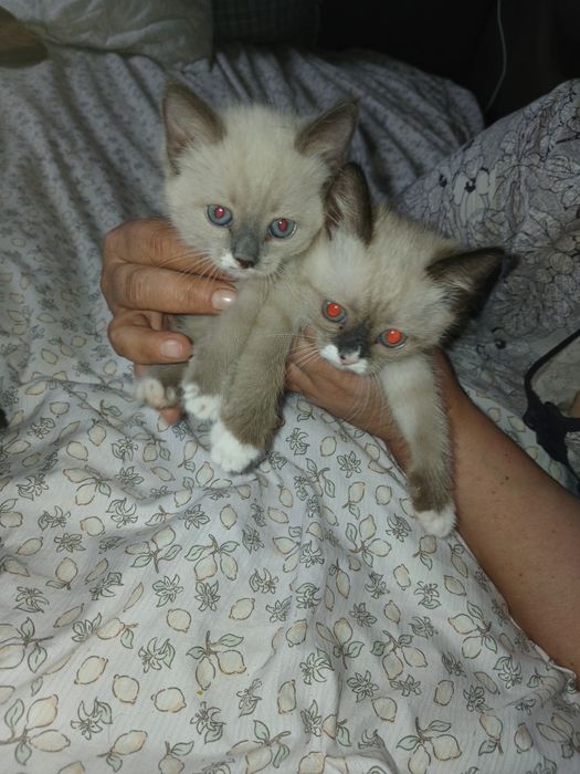 Отдадим котят майкудук