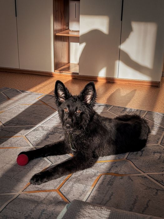 Продам щенка немецкой