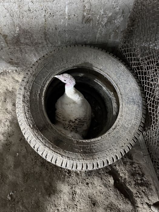 Курк курка сотилади яна килишилади