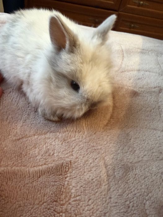 Декоротивные крольчата