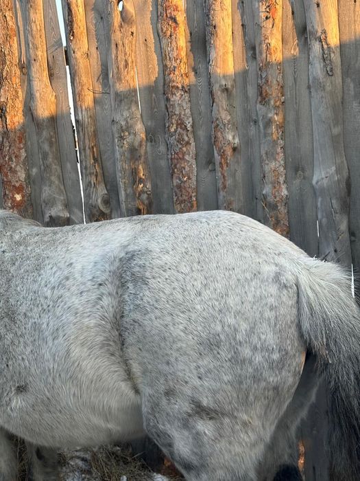 продам кобылу с откорма.