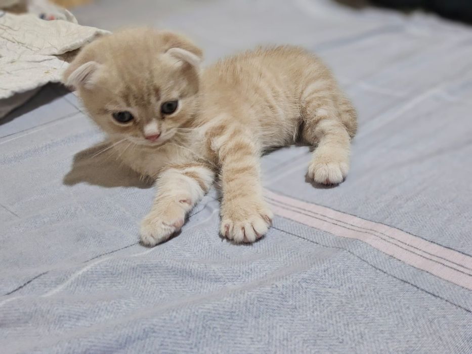 Продам ушастика вислоушку)