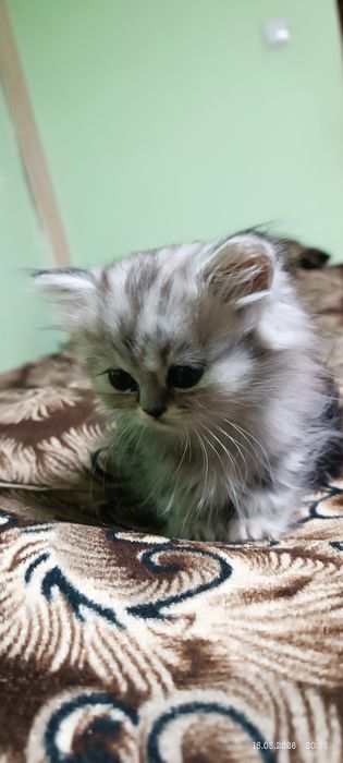 Британский котенок