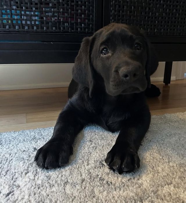 Puiuț Labrador Black